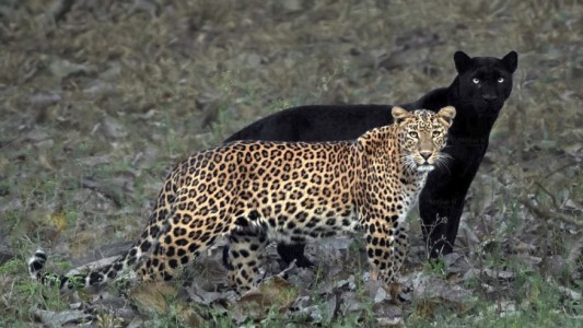 "La pareja eterna": captan a una pantera negra y un leopardo juntos en la naturaleza