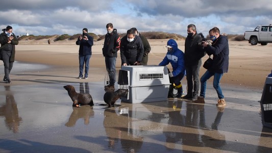 Devolvieron al mar a cuatro lobos y un elefante marinos rescatados en Buenos Aires y Entre Ríos