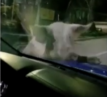 Insólito ataque de un chancho en una calle de Bahía Blanca