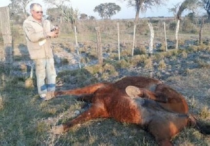 Productor del norte santafesino encontró su caballo con mutilaciones extrañas