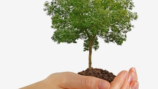 Agosto es el Mes del Árbol: ciclo de conferencias del Club Huella Ecológica