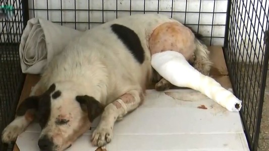 Lulú se recupera tras ser baleada en un ataque en Tablada