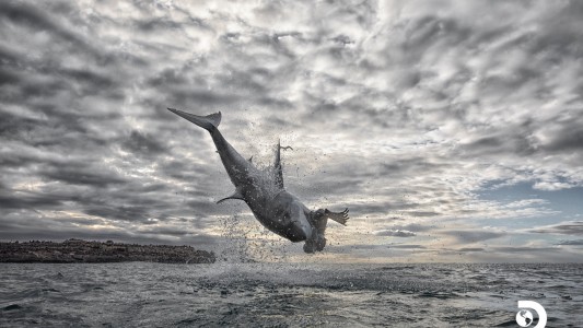 Tiburón récord: "voló" a más de cuatro metros sobre la superficie para capturar a su presa