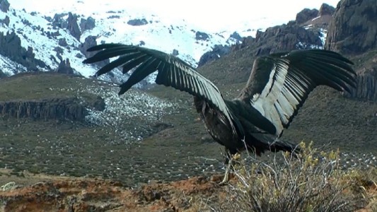Bariloche: liberaron un ejemplar de cóndor andino que había sido encontrado intoxicado
