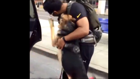 El emocionante video de los reencuentros de perros con sus dueños