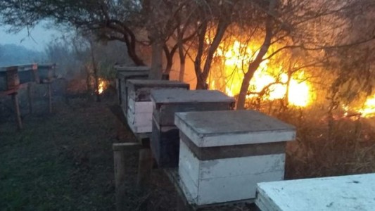 Preocupa la muerte de las abejas por los incendios en las islas del Paraná