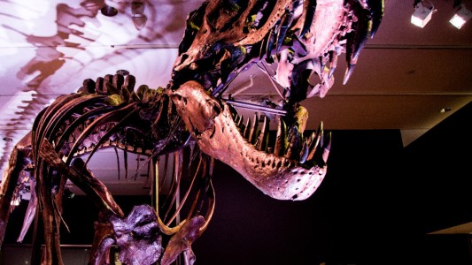 Subastan en Nueva York un dinosaurio T-Rex