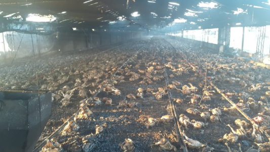 Incendio en una granja en Santa Fe: murieron miles de pollos