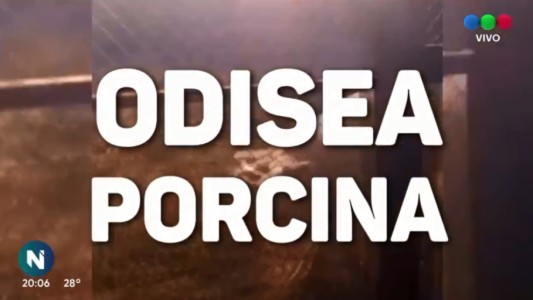 Odisea porcina: los chanchos del Arroyo Ludueña fueron trasladados a una granja de Mendoza