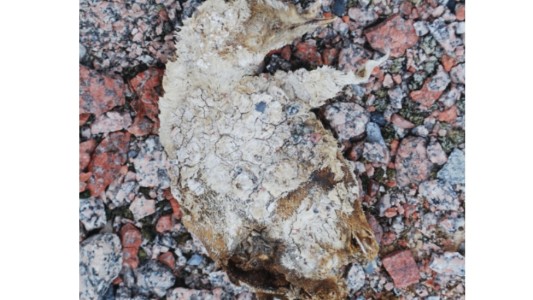 Antártida: derretimiento deja al descubierto un misterioso cementerio de pingüinos