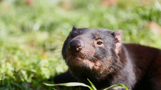 Histórico regreso de demonios de Tasmania a Australia, luego de 3 mil años