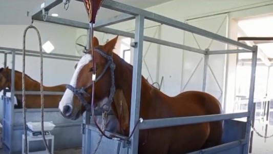 Coronavirus: avanza el desarrollo del tratamiento con suero equino