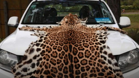 Incautaron cueros de felinos silvestres en un zoológico de Concordia