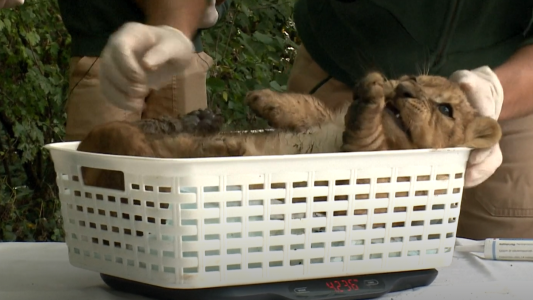 Nacieron leones cuatrillizos en un zoológico de Hungría