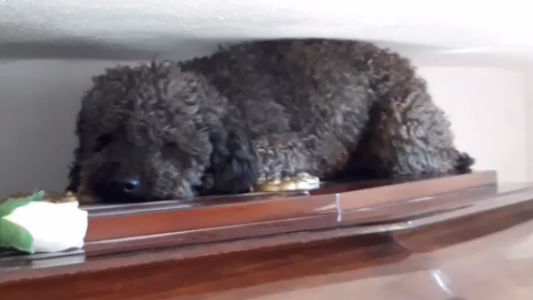 Su dueña falleció hace 4 años y la acompaña como el primer día