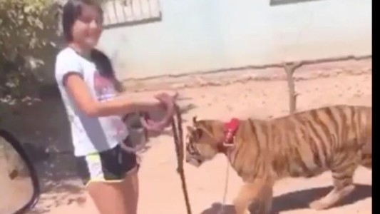 Video: la nena que pasea un tigre por las calles de su ciudad como si fuese un perrito