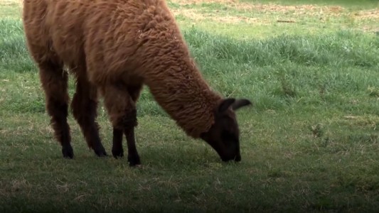 Científicas argentinas logran neutralizar el coronavirus con anticuerpos derivados de llamas y huevos