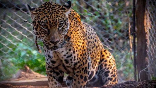 Qaramta y Tania, los yaguaretés llamados a "repoblar" el Chaco argentino
