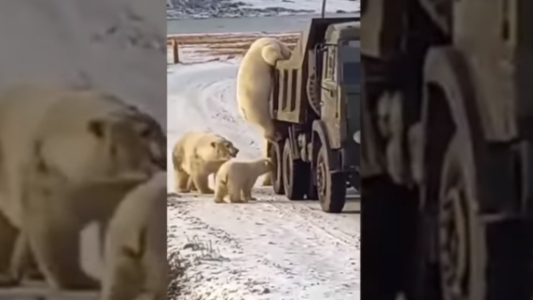 Estremecedor video: captan a osos polares buscando comida en un camión de basura