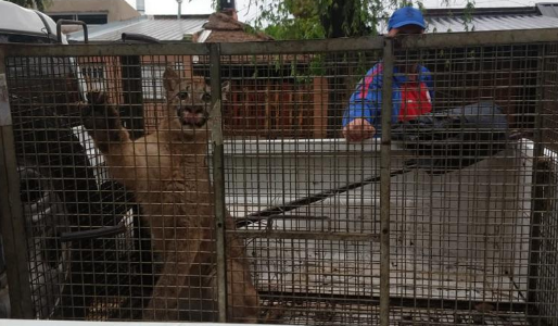 Una familia halló un puma oculto entre la mampostería de su vivienda en Esperanza