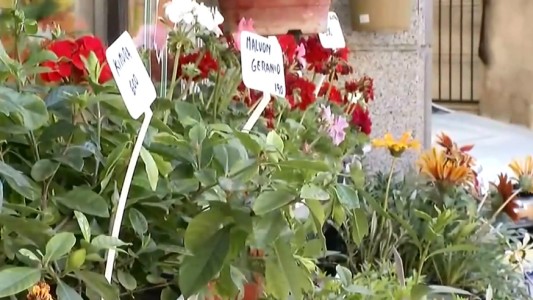 Huerta en casa: una tendencia de la cuarentena para ganar contacto con la naturaleza