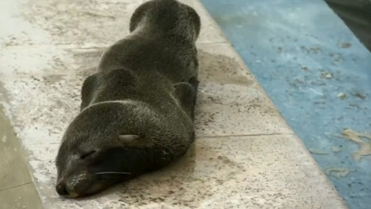 Rescataron a un lobito marino que apareció perdido en las costas de Berazategui