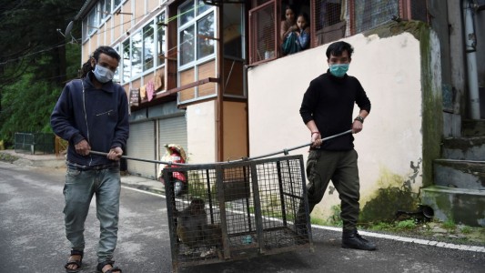 Miles de monos aterrorizan a una ciudad india