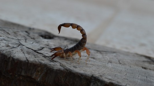 Córdoba: murió una beba de un año tras ser picada por un alacrán