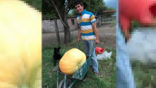 Cosecharon un zapallo de 30 kilos en una huerta de Vera