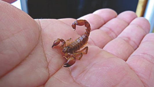 Ante la presencia de alacranes, el Ministerio de Salud brinda recomendaciones