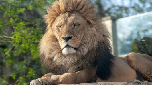 Cuatro leones de un zoológico de Barcelona dieron positivo al covid-19