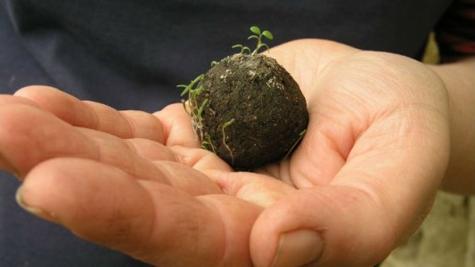 Jujuy: Invitan a estallar bombas de semillas durante las Fiestas