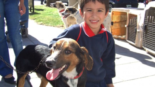 El Imusa refuerza su campaña de adopción permanente y brinda recomendaciones para las fiestas