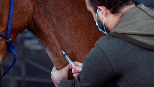 La Anmat autorizó el suero equino para el tratamiento de coronavirus