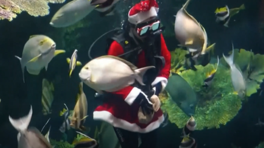 Una mujer buzo se vistió de Papá Noel alimentó para alimentar peces en Bangkok
