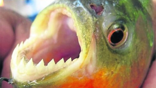 Feroz ataque de palometas en aguas del río Paraná: varias personas con heridas