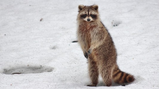 La reacción de un mapache cuando lo rescatan de un lago congelado