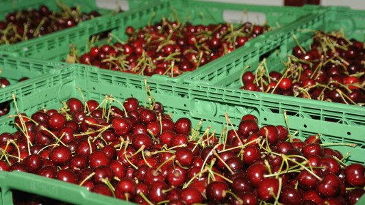 Subastaron medio kilo de cerezas por casi 10.000 dólares en Japón