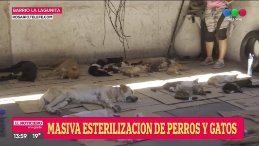 Realizan una masiva esterilización de perros y gatos