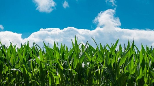 Las recientes lluvias afirman una campaña de 46 millones de tt en maíz