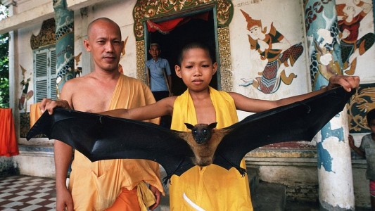 Alarma en Asia por el virus Nipah: alta tasa de mortalidad