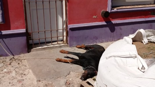 Increíble crueldad: denuncian que un perro murió porque lo dejaron atado al sol y sin agua
