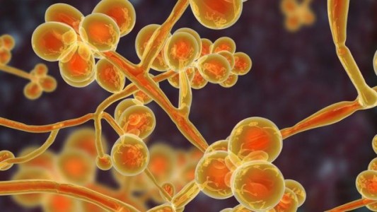 Todos los detalles sobre la candida auris, la bacteria que puede causar la próxima pandemia