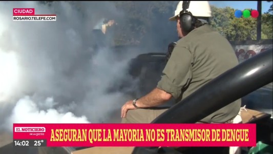 Invasión de mosquitos en Rosario