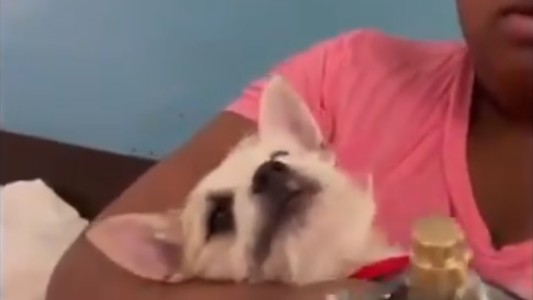 Inflencer detenida: para ganar popularidad, maltrataba a su perro y sus seguidores la denunciaron