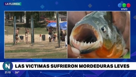 Tres ataques de palometas en Costanera Norte