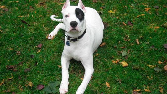 Entre Ríos: hospitalizaron a mujer de 80 años tras ser atacada por el perro Dogo de su hijo