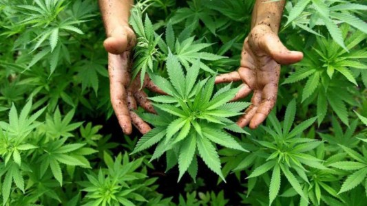 Argentina y Brasil impulsan acuerdo para la producción y comercialización del cannabis