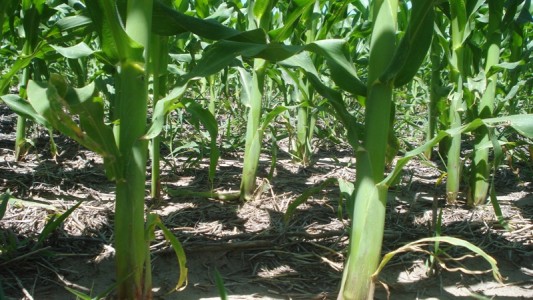 Descubren un mecanismo de control del crecimiento en altura de las plantas