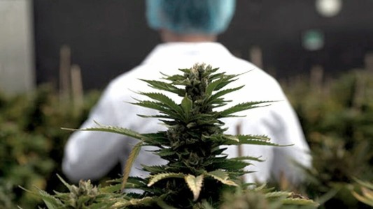 Argentina y Brasil acordaron impulsar la producción y comercialización del cannabis